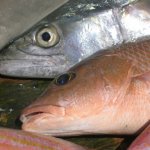 Fish Naples Florida