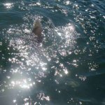 Fish Naples Florida