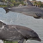 Fish Naples Florida
