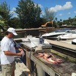 Fish Naples Florida