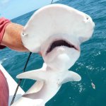 Fish Naples Florida