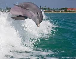 sightseeing dolphin tours
