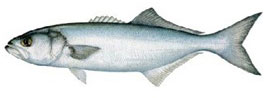Blue Fish