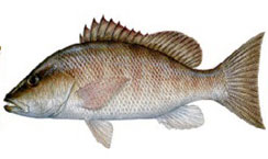 Gray Snapper